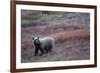 Grizzly Bear on Tundra Near Thorofare Pass-Paul Souders-Framed Photographic Print