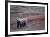 Grizzly Bear on Tundra Near Thorofare Pass-Paul Souders-Framed Photographic Print