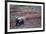 Grizzly Bear on Tundra Near Thorofare Pass-Paul Souders-Framed Photographic Print