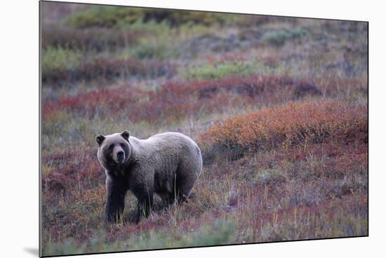 Grizzly Bear on Tundra Near Thorofare Pass-Paul Souders-Mounted Photographic Print