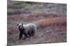 Grizzly Bear on Tundra Near Thorofare Pass-Paul Souders-Mounted Photographic Print