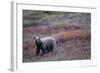 Grizzly Bear on Tundra Near Thorofare Pass-Paul Souders-Framed Photographic Print