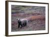 Grizzly Bear on Tundra Near Thorofare Pass-Paul Souders-Framed Photographic Print