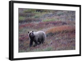 Grizzly Bear on Tundra Near Thorofare Pass-Paul Souders-Framed Photographic Print