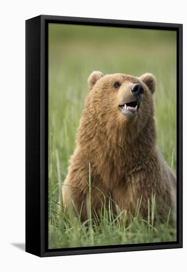 Grizzly Bear Resting in Meadow at Hallo Bay-Paul Souders-Framed Stretched Canvas