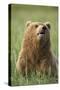 Grizzly Bear Resting in Meadow at Hallo Bay-Paul Souders-Stretched Canvas