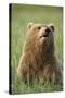 Grizzly Bear Resting in Meadow at Hallo Bay-Paul Souders-Stretched Canvas