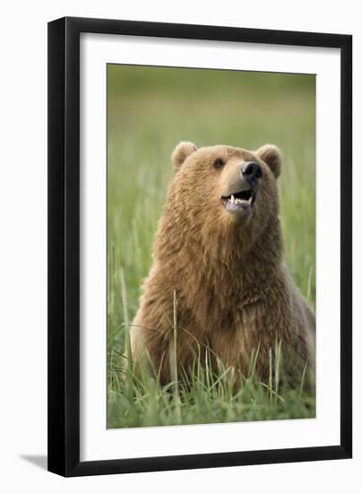 Grizzly Bear Resting in Meadow at Hallo Bay-Paul Souders-Framed Premium Photographic Print