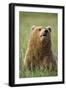 Grizzly Bear Resting in Meadow at Hallo Bay-Paul Souders-Framed Premium Photographic Print