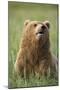 Grizzly Bear Resting in Meadow at Hallo Bay-Paul Souders-Mounted Premium Photographic Print