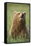 Grizzly Bear Resting in Meadow at Hallo Bay-Paul Souders-Framed Stretched Canvas