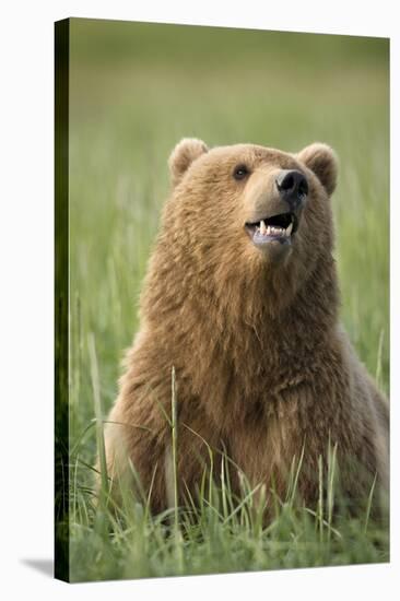 Grizzly Bear Resting in Meadow at Hallo Bay-Paul Souders-Stretched Canvas