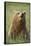 Grizzly Bear Resting in Meadow at Hallo Bay-Paul Souders-Framed Stretched Canvas