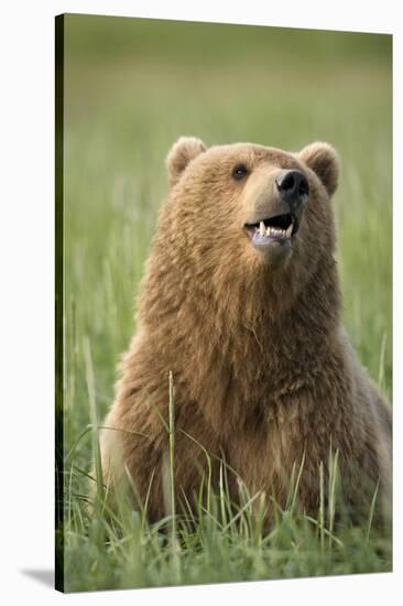 Grizzly Bear Resting in Meadow at Hallo Bay-Paul Souders-Stretched Canvas