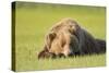 Grizzly Bear Resting in Meadow at Hallo Bay-Paul Souders-Stretched Canvas