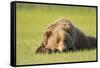 Grizzly Bear Resting in Meadow at Hallo Bay-Paul Souders-Framed Stretched Canvas