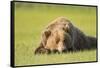 Grizzly Bear Resting in Meadow at Hallo Bay-Paul Souders-Framed Stretched Canvas