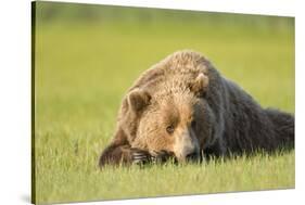 Grizzly Bear Resting in Meadow at Hallo Bay-Paul Souders-Stretched Canvas