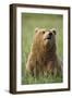 Grizzly Bear Resting in Meadow at Hallo Bay-Paul Souders-Framed Photographic Print