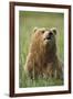 Grizzly Bear Resting in Meadow at Hallo Bay-Paul Souders-Framed Photographic Print