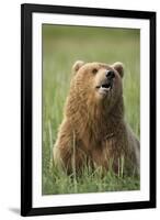 Grizzly Bear Resting in Meadow at Hallo Bay-Paul Souders-Framed Photographic Print