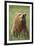 Grizzly Bear Resting in Meadow at Hallo Bay-Paul Souders-Framed Photographic Print