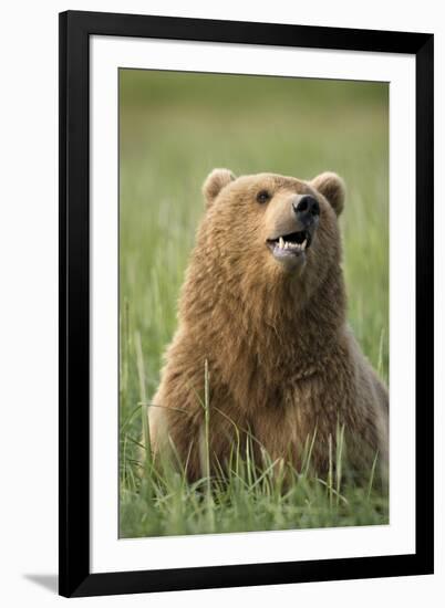 Grizzly Bear Resting in Meadow at Hallo Bay-Paul Souders-Framed Photographic Print