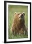 Grizzly Bear Resting in Meadow at Hallo Bay-Paul Souders-Framed Photographic Print