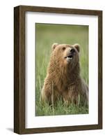 Grizzly Bear Resting in Meadow at Hallo Bay-Paul Souders-Framed Photographic Print