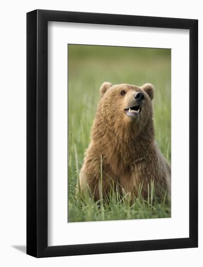 Grizzly Bear Resting in Meadow at Hallo Bay-Paul Souders-Framed Photographic Print