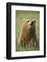 Grizzly Bear Resting in Meadow at Hallo Bay-Paul Souders-Framed Photographic Print