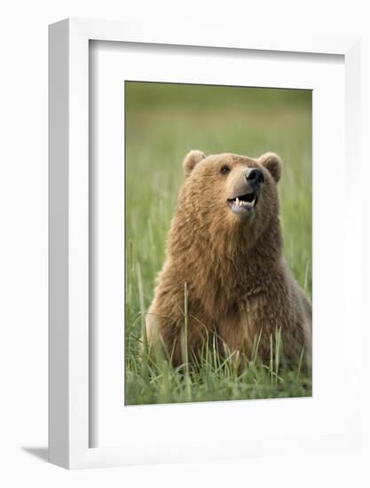 Grizzly Bear Resting in Meadow at Hallo Bay-Paul Souders-Framed Photographic Print