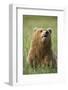 Grizzly Bear Resting in Meadow at Hallo Bay-Paul Souders-Framed Photographic Print