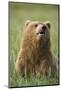 Grizzly Bear Resting in Meadow at Hallo Bay-Paul Souders-Mounted Photographic Print