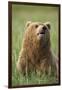 Grizzly Bear Resting in Meadow at Hallo Bay-Paul Souders-Framed Photographic Print