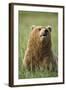 Grizzly Bear Resting in Meadow at Hallo Bay-Paul Souders-Framed Photographic Print