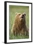 Grizzly Bear Resting in Meadow at Hallo Bay-Paul Souders-Framed Photographic Print