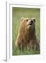 Grizzly Bear Resting in Meadow at Hallo Bay-Paul Souders-Framed Photographic Print