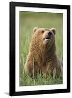 Grizzly Bear Resting in Meadow at Hallo Bay-Paul Souders-Framed Photographic Print