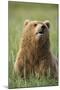 Grizzly Bear Resting in Meadow at Hallo Bay-Paul Souders-Mounted Photographic Print