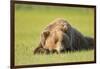 Grizzly Bear Resting in Meadow at Hallo Bay-Paul Souders-Framed Photographic Print