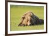 Grizzly Bear Resting in Meadow at Hallo Bay-Paul Souders-Framed Photographic Print