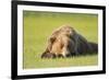 Grizzly Bear Resting in Meadow at Hallo Bay-Paul Souders-Framed Photographic Print