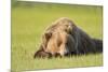 Grizzly Bear Resting in Meadow at Hallo Bay-Paul Souders-Mounted Photographic Print