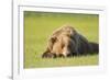 Grizzly Bear Resting in Meadow at Hallo Bay-Paul Souders-Framed Photographic Print