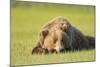 Grizzly Bear Resting in Meadow at Hallo Bay-Paul Souders-Mounted Photographic Print