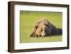 Grizzly Bear Resting in Meadow at Hallo Bay-Paul Souders-Framed Photographic Print