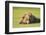 Grizzly Bear Resting in Meadow at Hallo Bay-Paul Souders-Framed Photographic Print