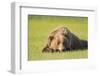 Grizzly Bear Resting in Meadow at Hallo Bay-Paul Souders-Framed Photographic Print