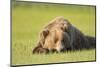 Grizzly Bear Resting in Meadow at Hallo Bay-Paul Souders-Mounted Photographic Print